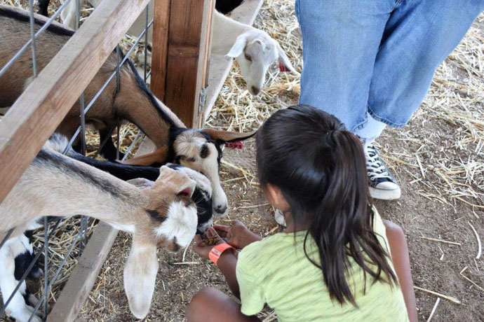 Critter corral hot sale near me